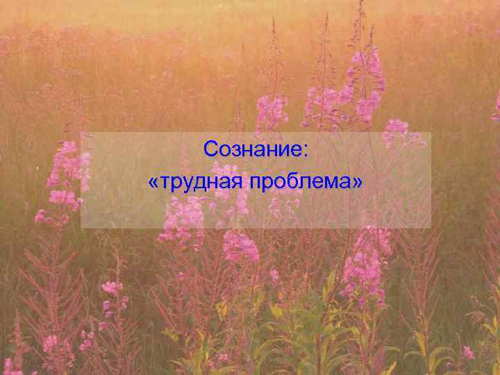 Сознание: «трудная проблема» 