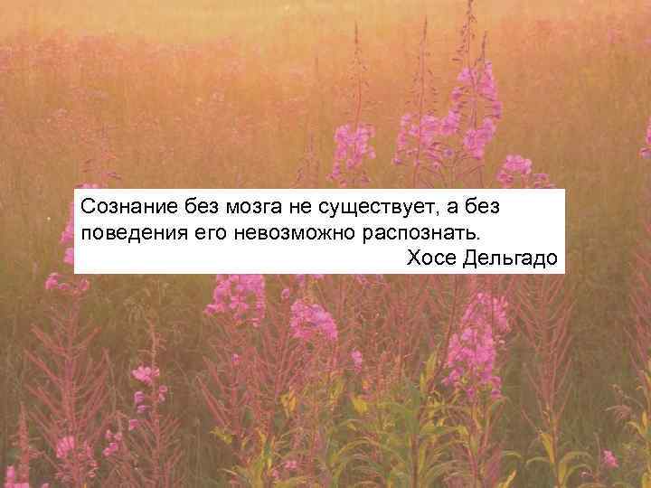 Сознание без мозга не существует, а без поведения его невозможно распознать. Хосе Дельгадо 