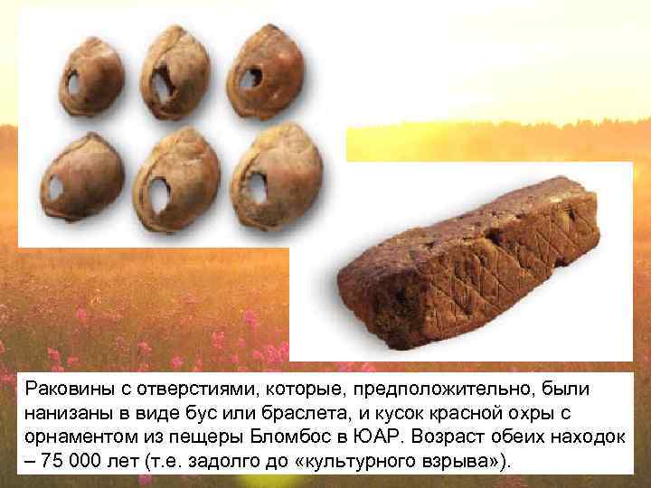 Раковины с отверстиями, которые, предположительно, были нанизаны в виде бус или браслета, и кусок