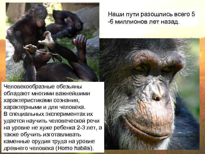 Наши пути разошлись всего 5 -6 миллионов лет назад. Человекообразные обезьяны обладают многими важнейшими