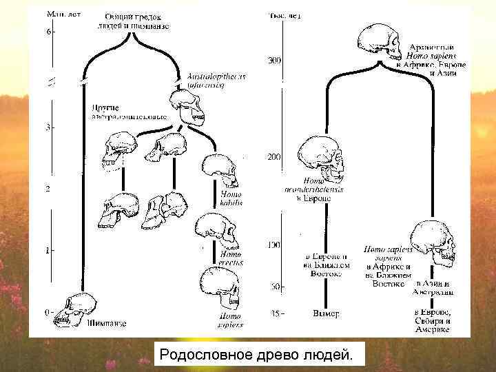 Родословное древо людей. 