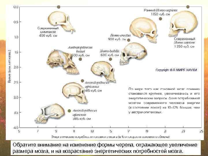 Изменение таза в ходе эволюции. Эволюция человека объем мозга. Эволюция черепа человека. Эволюция изменения черепа человека. Размер мозга человека Эволюция.