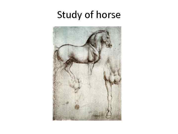 Study of horse 