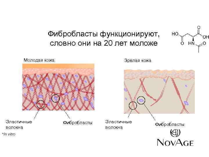 Фибробласты функционируют, словно они на 20 лет моложе Молодая кожа Эластичные волокна +In Зрелая