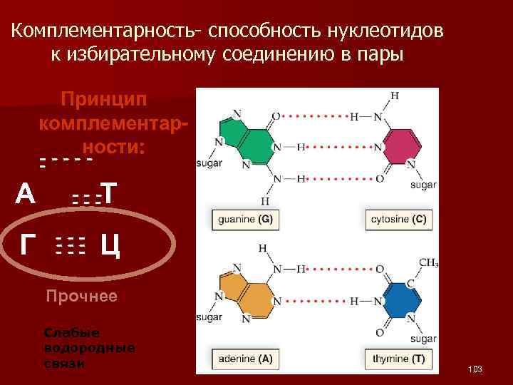 Комплементарность молекул