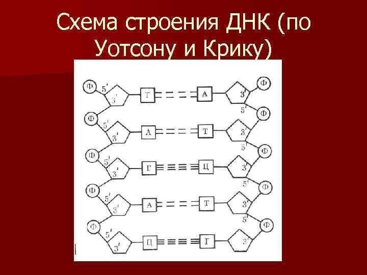 Схема строения ДНК (по Уотсону и Крику) 