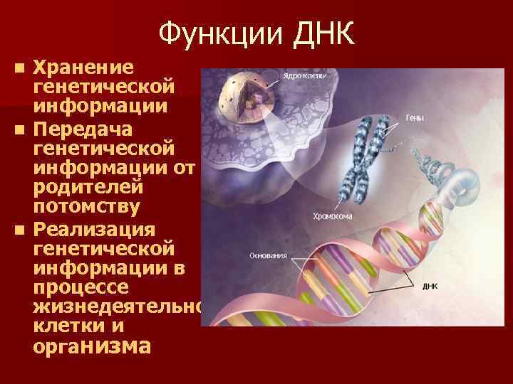 Эукариоты наследственная информация. Хранение генетической информации ДНК. Реализация наследственной информации. Функции ДНК.