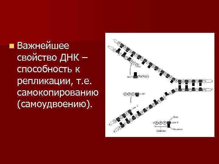  n Важнейшее свойство ДНК – способность к репликации, т. е. самокопированию (самоудвоению). 