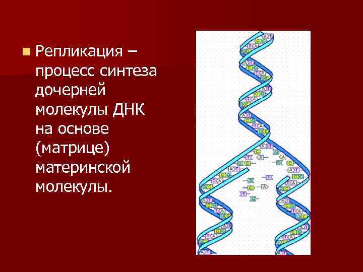  n Репликация – процесс синтеза дочерней молекулы ДНК на основе (матрице) материнской молекулы.