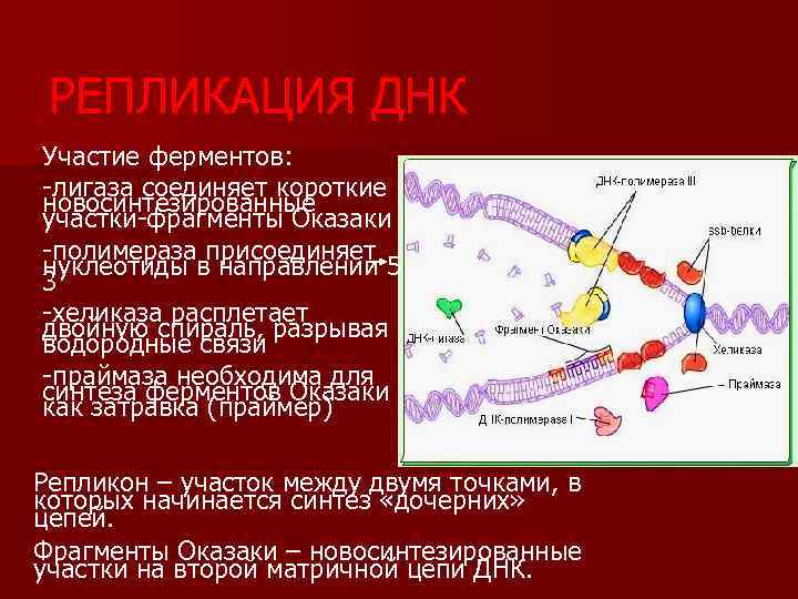 Процессы с участием днк