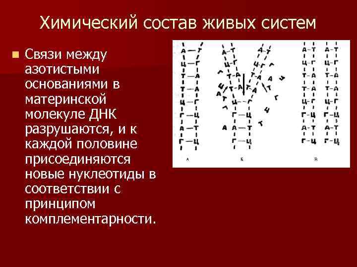 Химический состав живых систем n Связи между азотистыми основаниями в материнской молекуле ДНК разрушаются,