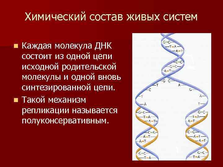 Химический состав живых систем Каждая молекула ДНК состоит из одной цепи исходной родительской молекулы