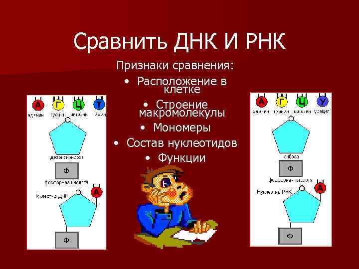  Сравнить ДНК И РНК Признаки сравнения: • Расположение в клетке • Строение макромолекулы