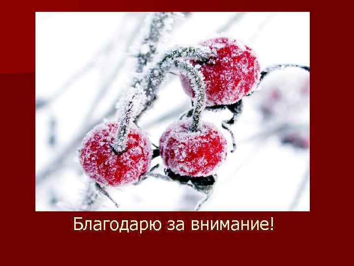 Благодарю за внимание! 