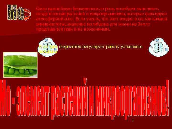  Свою важнейшую биохимическую роль молибден выполняет, входя в состав растений и микроорганизмов, которые