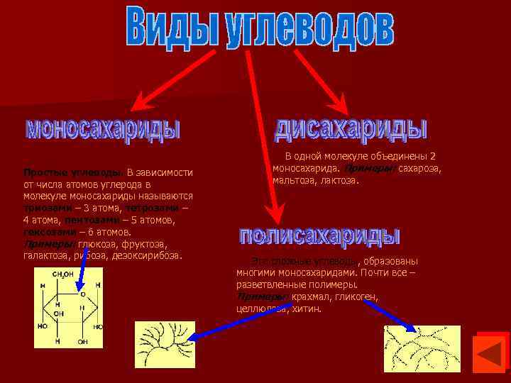 Простые углеводы. В зависимости от числа атомов углерода в молекуле моносахариды называются триозами –