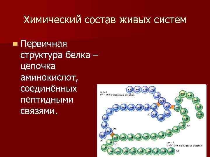 Цепочка белка. Первичная структура белка цепочка аминокислот. Первичная структура цепочка аминокислот. Первичная структура белка цепочка из аминокислот. Белковые Цепочки.