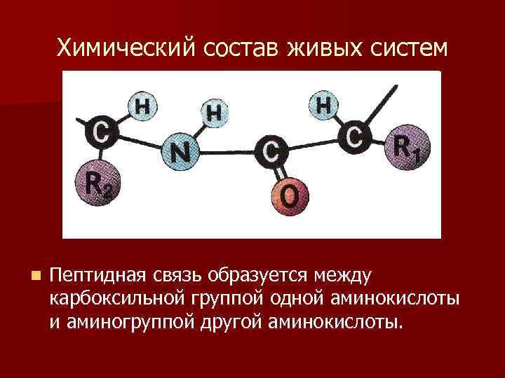 Химический состав живых систем n Пептидная связь образуется между карбоксильной группой одной аминокислоты и