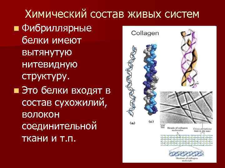 Химический состав живых систем n Фибриллярные белки имеют вытянутую нитевидную структуру. n Это белки