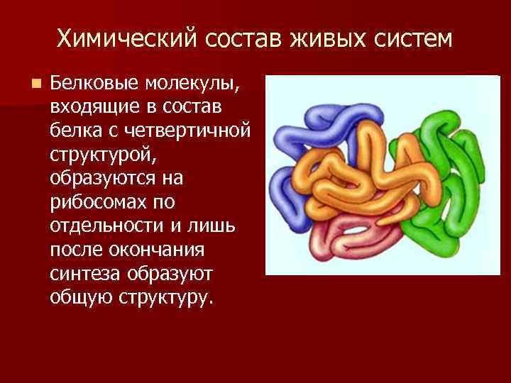 Белки входящие в состав рибосомы