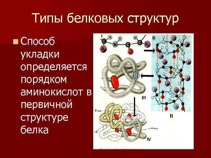Типы белковых структур n Способ укладки определяется порядком аминокислот в первичной структуре белка 