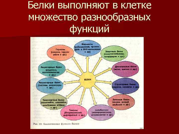 Белки выполняют в клетке множество разнообразных функций 