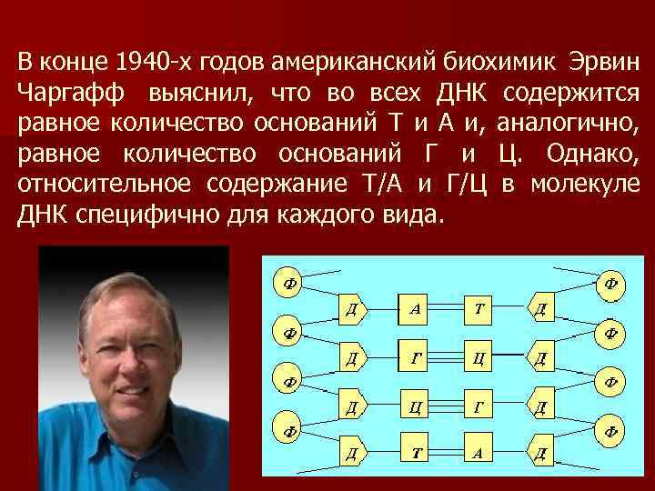 В конце 1940 -х годов американский биохимик Эрвин Чаргафф выяснил, что во всех ДНК
