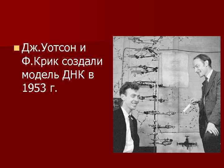  n Дж. Уотсон и Ф. Крик создали модель ДНК в 1953 г. 