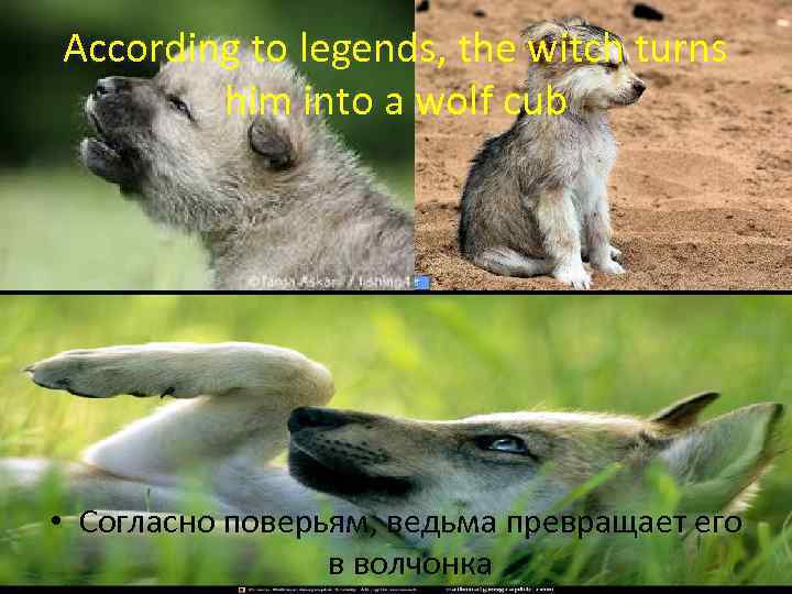 According to legends, the witch turns him into a wolf cub • Согласно поверьям,