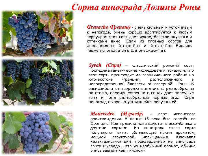Сорта винограда Долины Роны Grenache (Гренаш) - очень сильный и устойчивый к непогоде, очень
