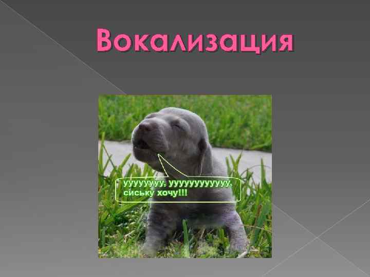 Вокализация 