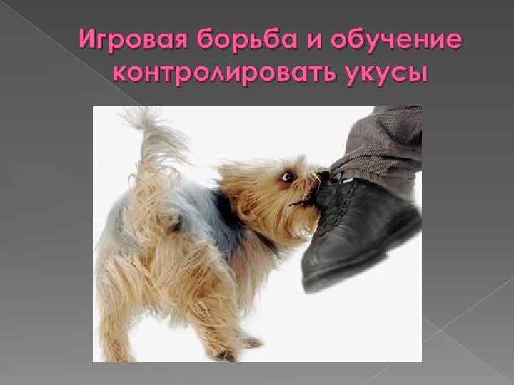 Игровая борьба и обучение контролировать укусы 