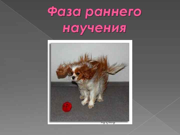 Фаза раннего научения 