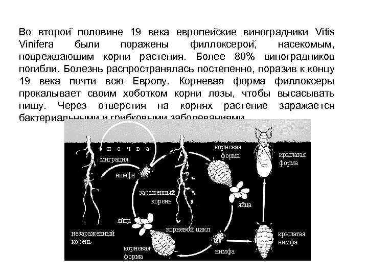 Во второи половине 19 века европеи ские виноградники Vitis Vinifera были поражены филлоксерои ,