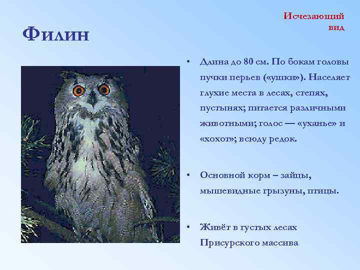 Филин Исчезающий вид • Длина до 80 см. По бокам головы пучки перьев (
