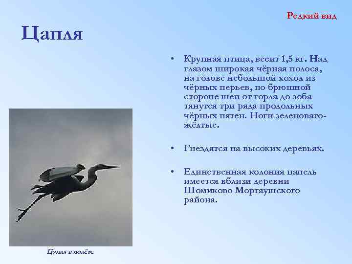 Цапля Редкий вид • Крупная птица, весит 1, 5 кг. Над глазом широкая чёрная