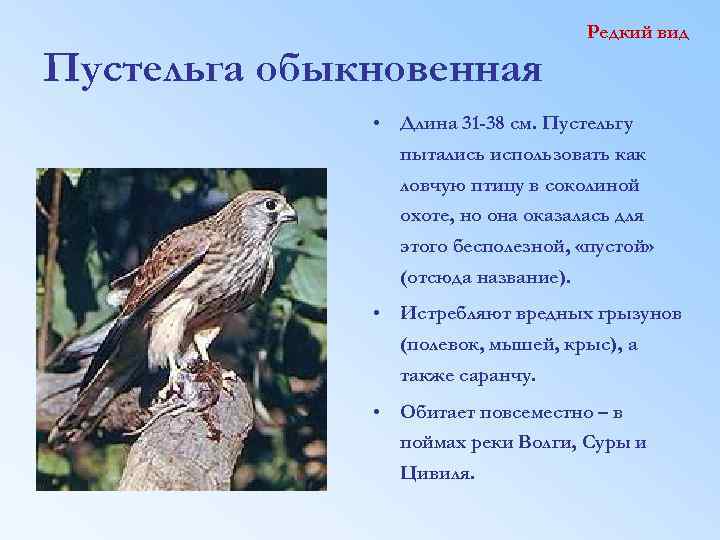 Пустельга обыкновенная Редкий вид • Длина 31 -38 см. Пустельгу пытались использовать как ловчую