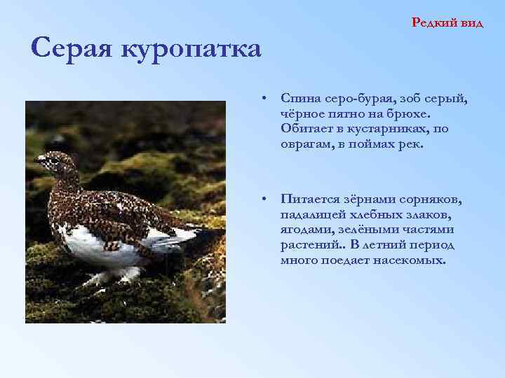 Серая куропатка Редкий вид • Спина серо-бурая, зоб серый, чёрное пятно на брюхе. Обитает