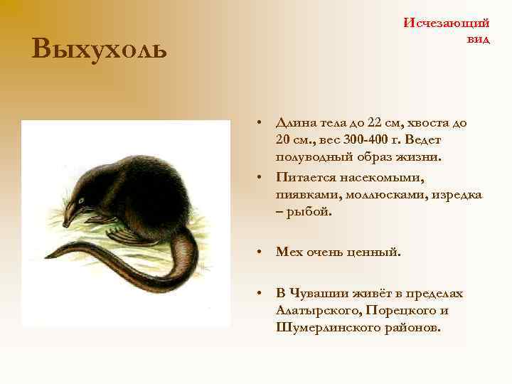 Исчезающий вид Выхухоль • Длина тела до 22 см, хвоста до 20 см. ,