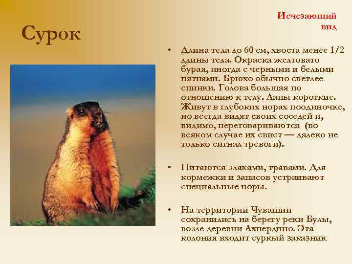 Сурок Исчезающий вид • Длина тела до 60 см, хвоста менее 1/2 длины тела.