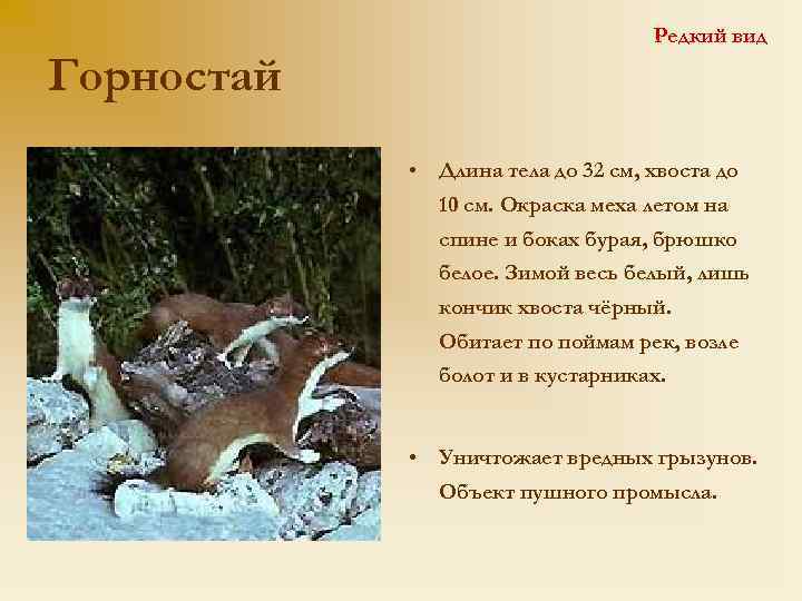 Горностай Редкий вид • Длина тела до 32 см, хвоста до 10 см. Окраска