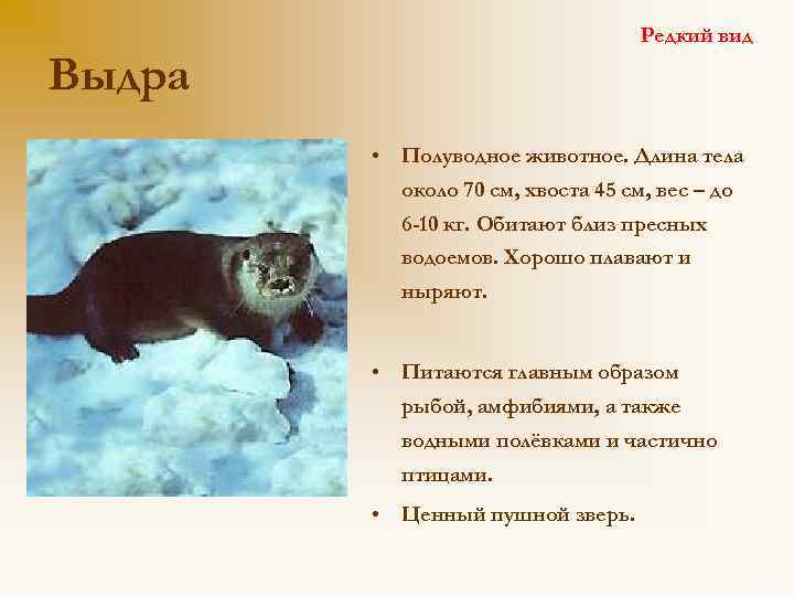 Редкий вид Выдра • Полуводное животное. Длина тела около 70 см, хвоста 45 см,