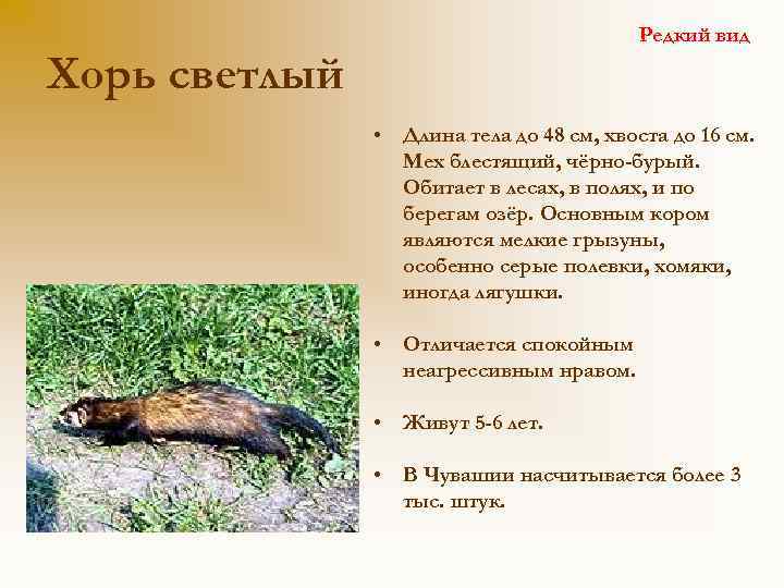 Редкий вид Хорь светлый • Длина тела до 48 см, хвоста до 16 см.