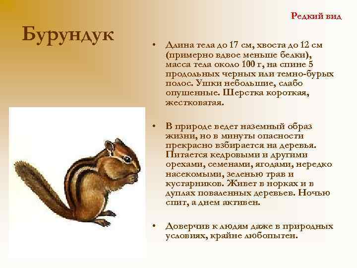 Бурундук Редкий вид • Длина тела до 17 см, хвоста до 12 см (примерно