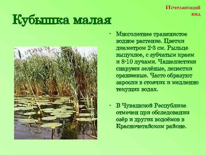 Кубышка малая Исчезающий вид • Многолетнее травянистое водное растение. Цветки диаметром 2 -3 см.