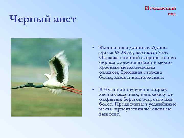 Черный аист Исчезающий вид • Клюв и ноги длинные. Длина крыла 52 -58 см,