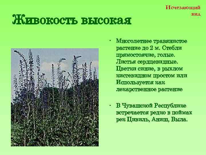 Живокость высокая Исчезающий вид • Многолетнее травянистое растение до 2 м. Стебли прямостоячие, голые.