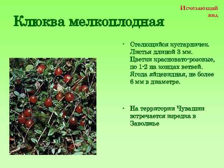 Клюква мелкоплодная Исчезающий вид • Стелющийся кустарничек. Листья длиной 3 мм. Цветки красновато-розовые, по