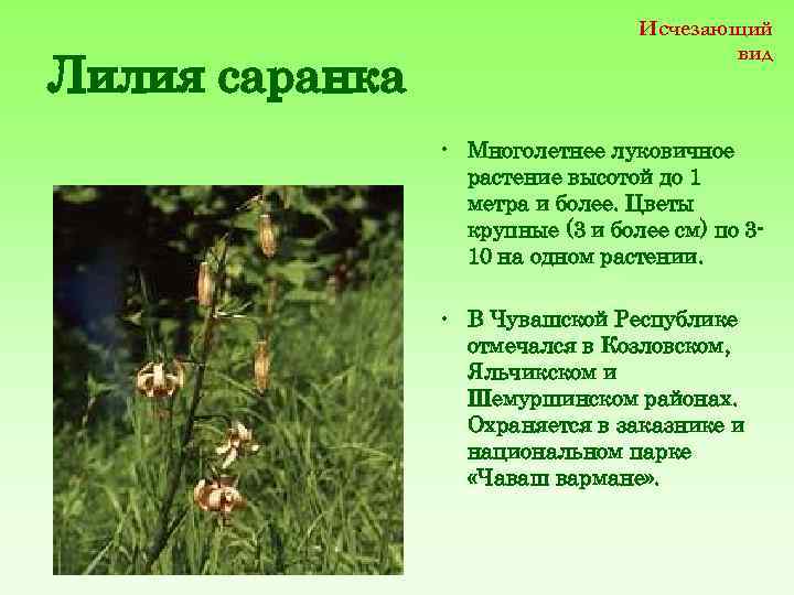 Лилия саранка Исчезающий вид • Многолетнее луковичное растение высотой до 1 метра и более.