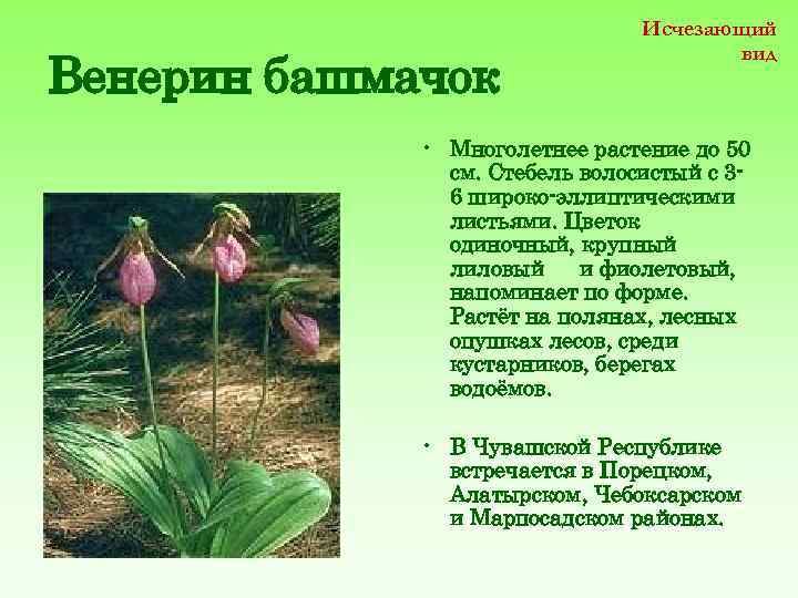 Венерин башмачок Исчезающий вид • Многолетнее растение до 50 см. Стебель волосистый с 36